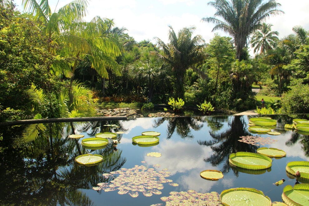 Victoria water lilies in bloom at Naples Botanical Garden