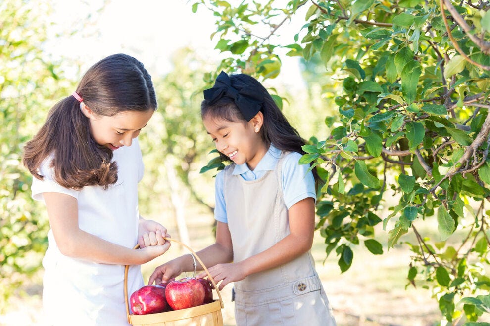 Young girls picking apples