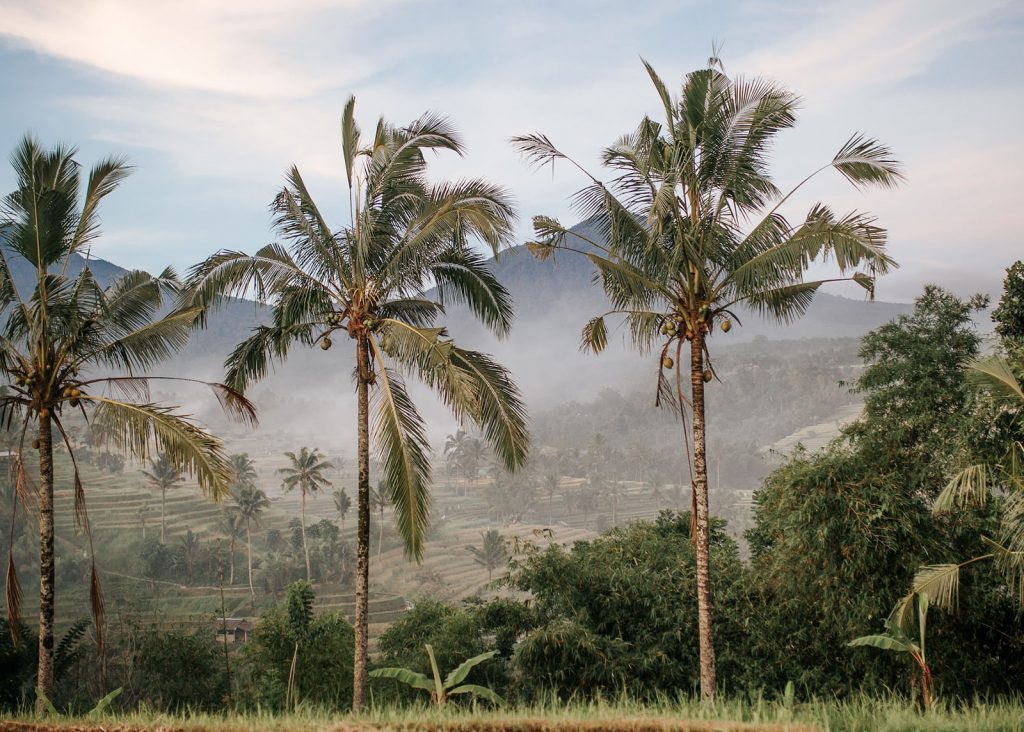 Green rice fields and trees in Bali Indonesia