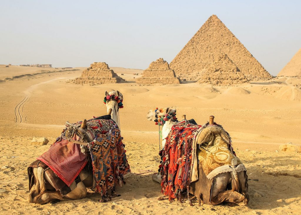 Camels outside the Pyramids of Giza Egypt