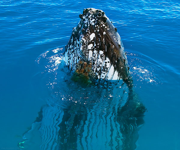 Maui whale watch boats and facts