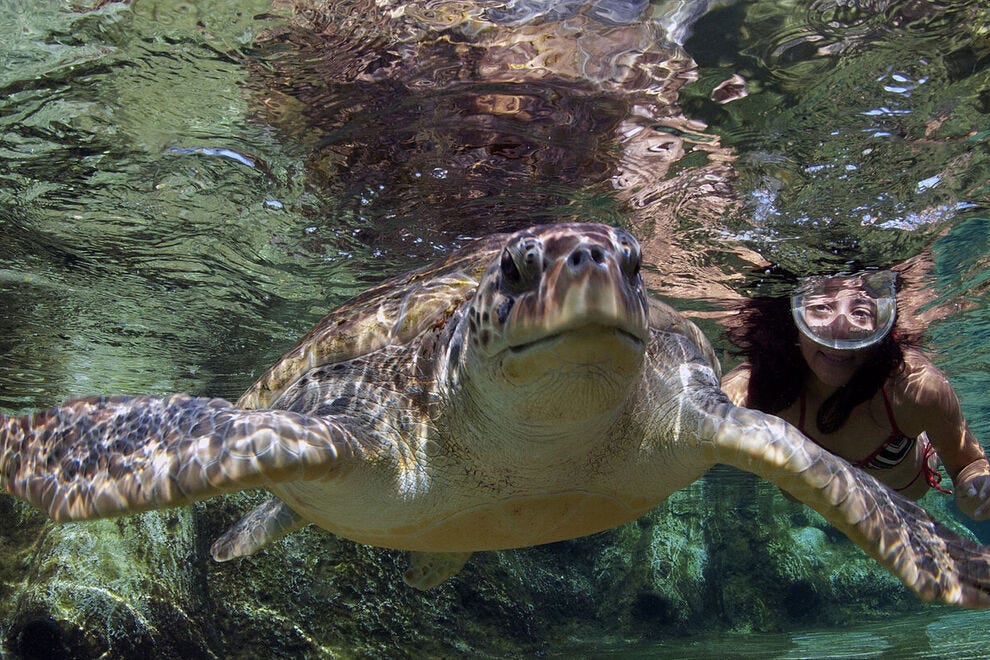 Swim with sea turtles at the Cayman Turtle Centre