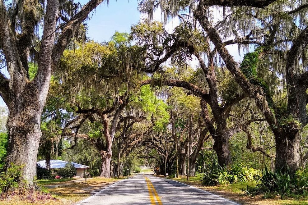 This canopy of moss-draped Live Oak trees is along Avenue of the Oaks in Floral City, Florida