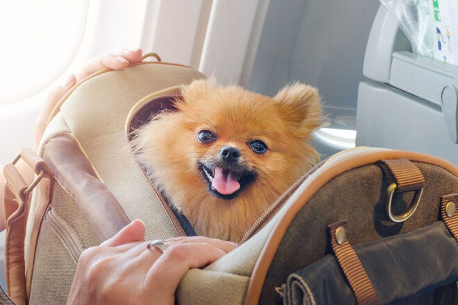 Many major airlines allow cats, dogs, and other pets in domestic and international flights