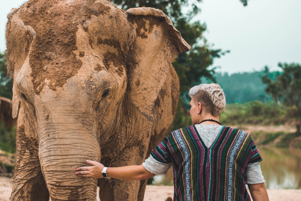 Elephant sanctuary