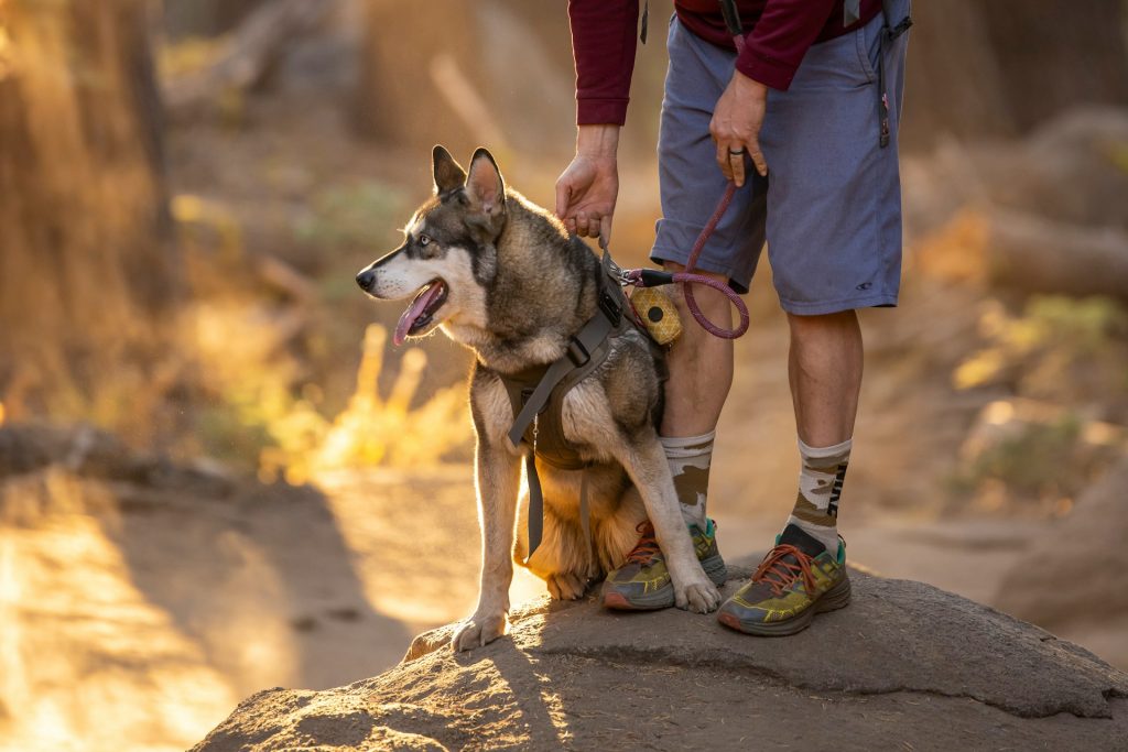 Man hiking with a husky