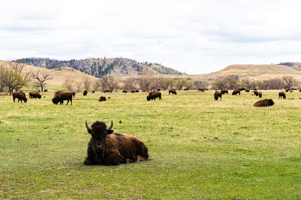 Bison in Custer State Park