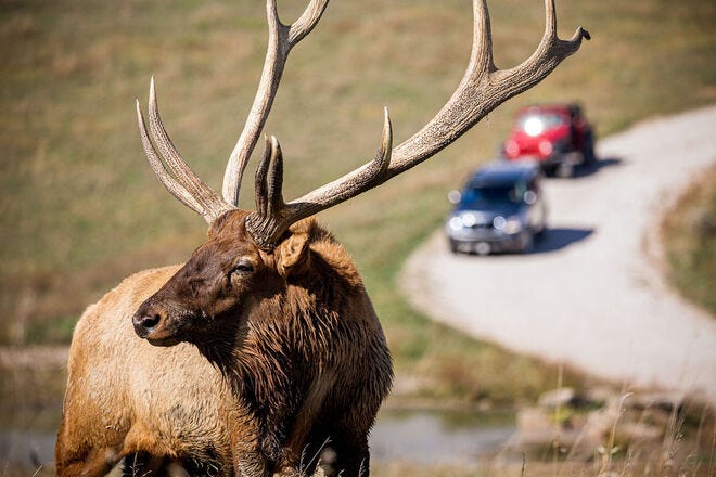 Lee G. Simmons Wildlife Safari Park wins Best Safari Park for sixth year in a row