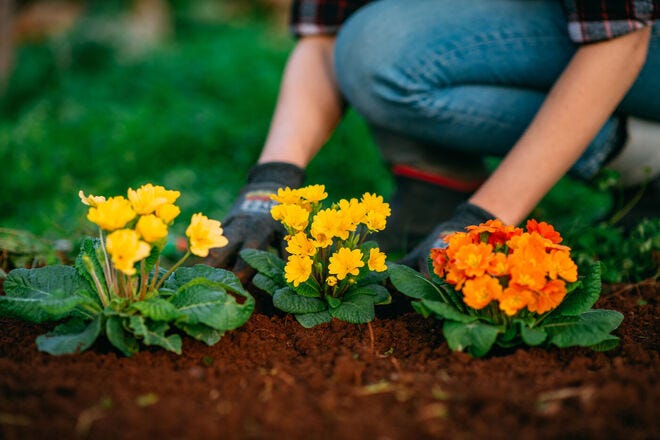 Knowing what to plant, where, and when is important for the best flower garden
