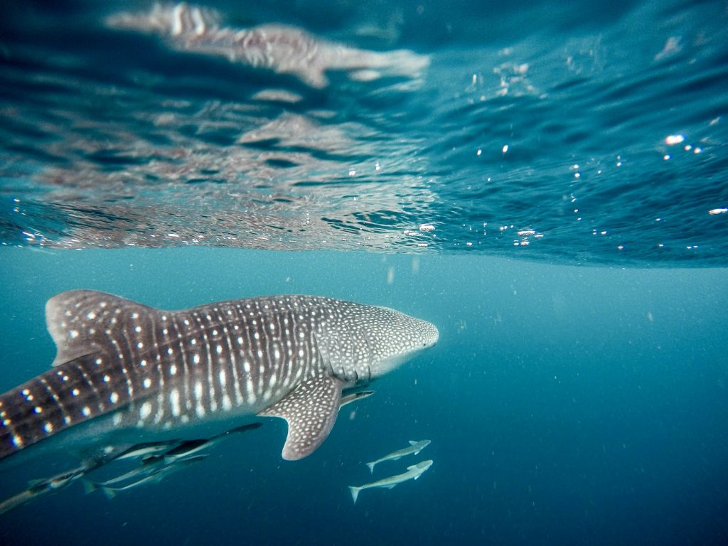 Whale sharks in Exmouth